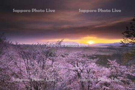 深山峠の桜と大雪山の日の出