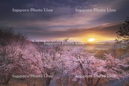 深山峠の桜と大雪山の日の出