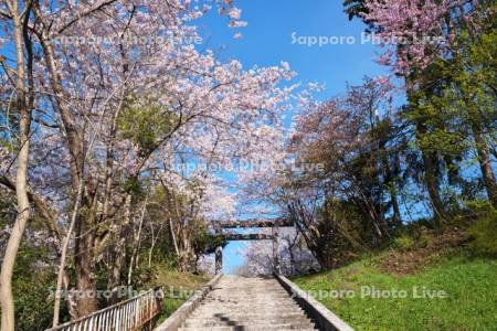 幾春別神社の桜