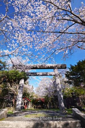 幾春別神社の桜