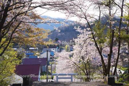 幾春別神社の桜と奔別町市街地