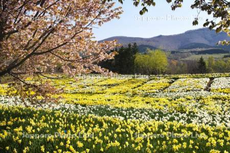 スイセンの丘と桜