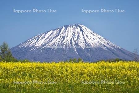 羊蹄山と菜の花