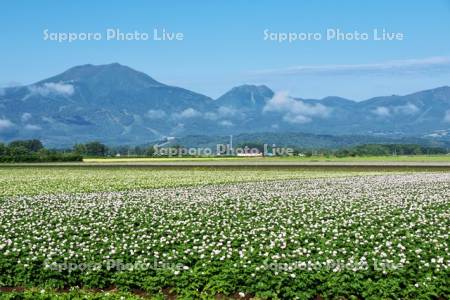 ニセコ連峰とジャガイモの花