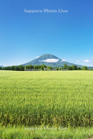 羊蹄山と麦畑