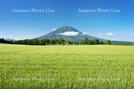 羊蹄山と麦畑