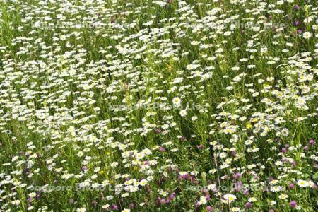 畑の土手の野の花（フランスギクなど）