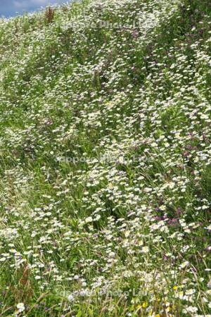 畑の土手の野の花（フランスギクなど）