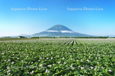 羊蹄山とジャガイモの花