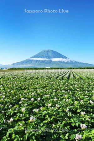 羊蹄山とジャガイモの花