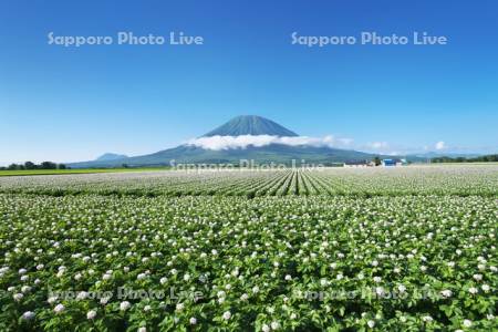 羊蹄山とジャガイモの花