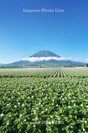 羊蹄山とジャガイモの花