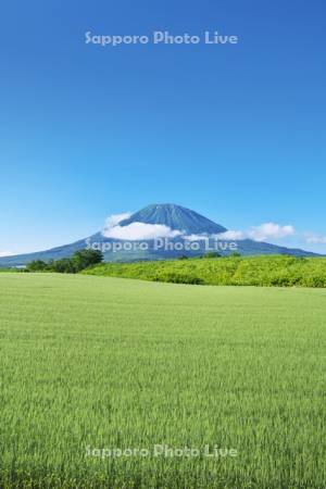 羊蹄山と麦畑