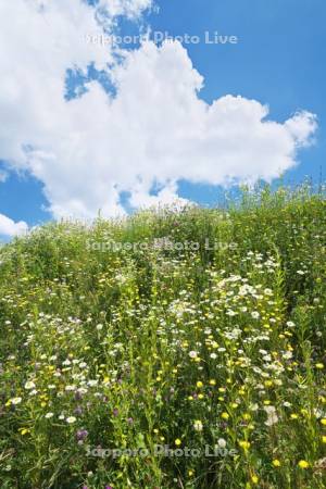 畑の土手の野の花（フランスギクなど）