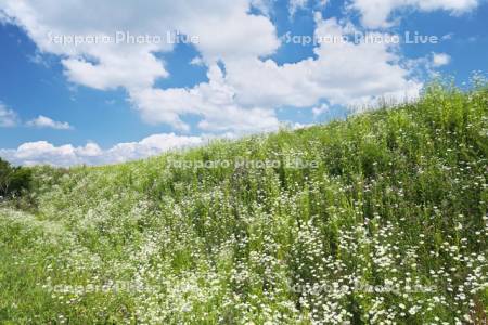 畑の土手の野の花（フランスギクなど）