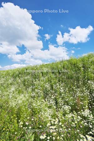 畑の土手の野の花（フランスギクなど）