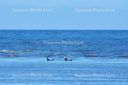 宗谷海峡とゴマフアザラシ