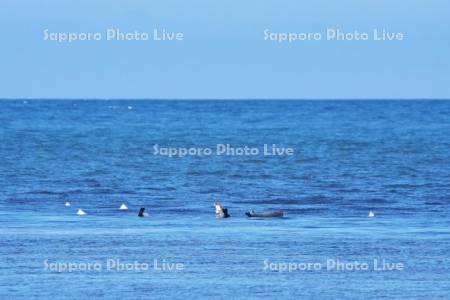 宗谷海峡とゴマフアザラシ