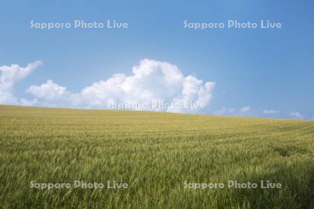 麦畑と雲