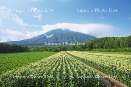 羊蹄山とトウモロコシ畑