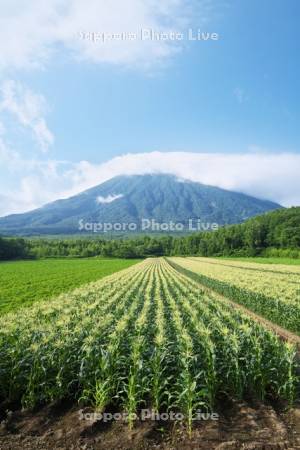 羊蹄山とトウモロコシ畑