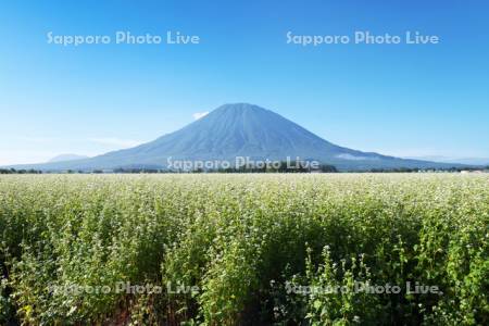 羊蹄山とソバ畑