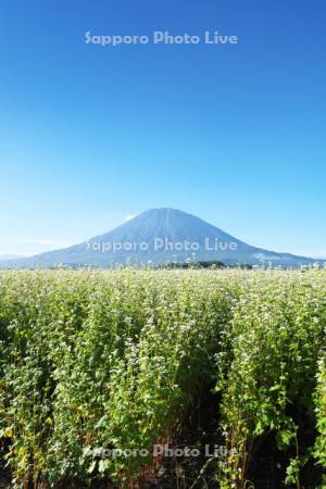 羊蹄山とソバ畑