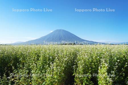 羊蹄山とソバ畑