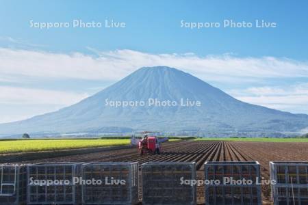 ジャガイモの収穫と羊蹄山