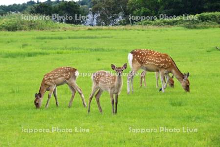 稚内公園のエゾシカ