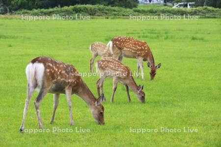 稚内公園のエゾシカ