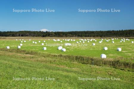 天塩川河川敷の牧草ロール