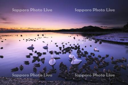 浅所海岸の朝とハクチョウ