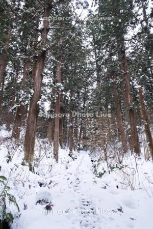 羽黒山のスギ並木