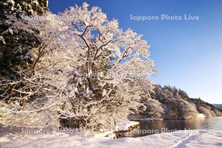 田沢湖と七種木（なないろき）の朝