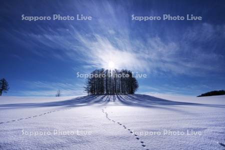 マイルドセブンの丘と雪原