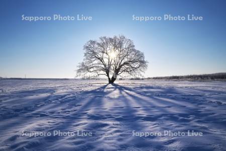 はるにれの木と樹氷と日の出