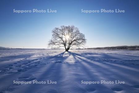 はるにれの木と樹氷と日の出