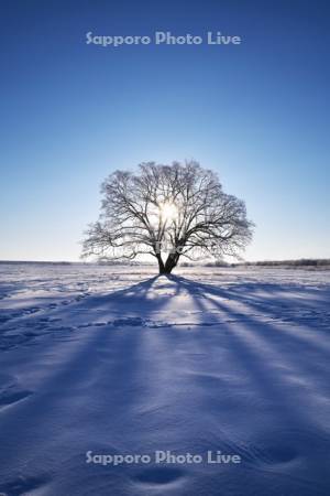 はるにれの木と樹氷と日の出