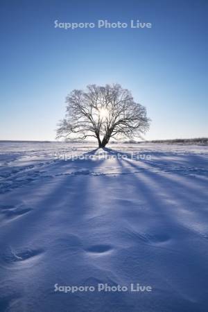 はるにれの木と樹氷と日の出