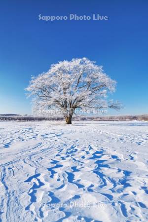 はるにれの木と樹氷と雪紋