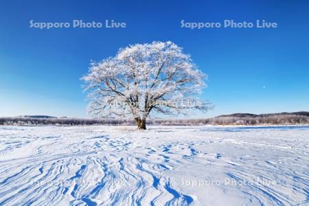 はるにれの木と樹氷と雪紋