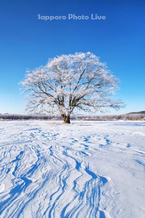 はるにれの木と樹氷と雪紋