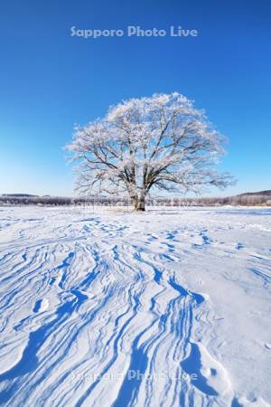 はるにれの木と樹氷と雪紋
