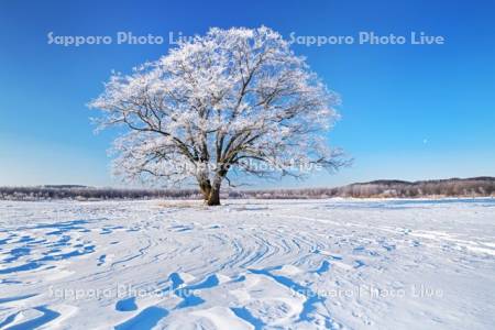 はるにれの木と樹氷と雪紋