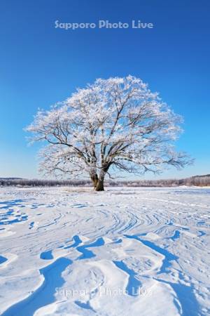 はるにれの木と樹氷と雪紋