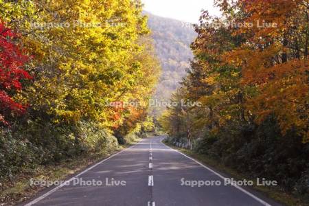 紅葉と道