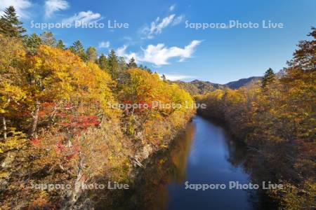 豊平川の紅葉