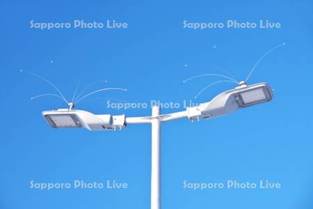 網走港の街路灯の防鳥アンテナ