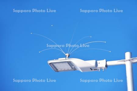 網走港の街路灯の防鳥アンテナ